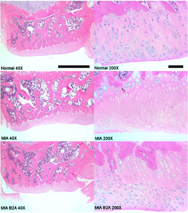 Chonluten: A Repair Peptide